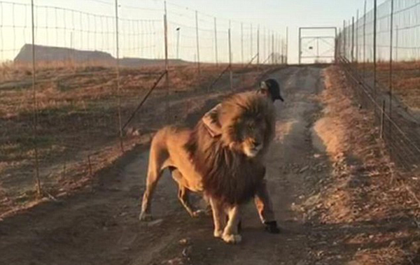 南非傲娇雄狮每日堵路中间求管理员拥抱不抱